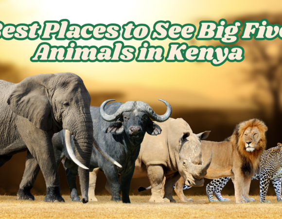 Best Places to See Big Five Animals in Kenya